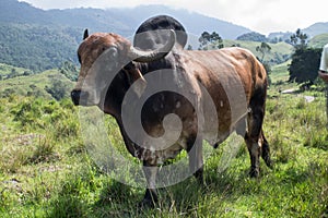 Zebu cow on Colombian mountains photo