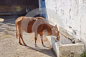 Zebu Cow Drinking Water Stock Photo