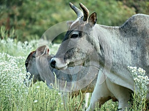 Zebu Cow Mother and Calf in White Milkweeds