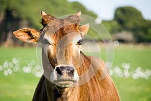 Zebu cow portrait photo