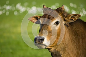 Zebu cow portrait