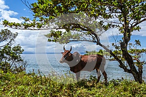 Zebu photo