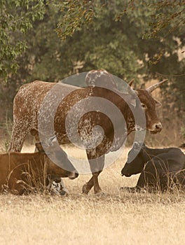 Zebu (humped cattle) in African savannah, Ghana