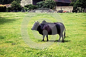 Zebu humped cattle brahmin cow