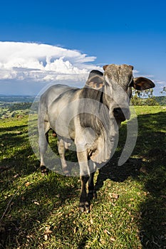 Zebu Nellore bull in the pasture area of a beef cattle farm photo