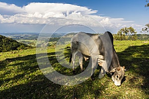 Zebu Nellore bull in the pasture area of a beef cattle farm photo