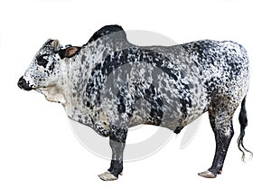 Zebu photo