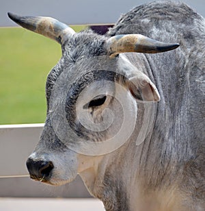 Zebu, sometimes known as humped cattle, indicus cattle, Cebu or Brahmin cattle