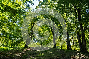 Zeda-gordi, Georgia. Forest of Okatse canion.Georgia