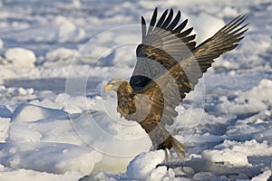 Zeearend volwassen; White-tailed Eagle adult