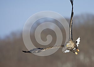 Zeearend volwassen; White-tailed Eagle adult