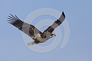 Zeearend volwassen; White-tailed Eagle adult