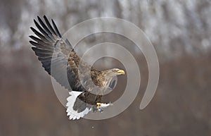 Zeearend volwassen; White-tailed Eagle adult