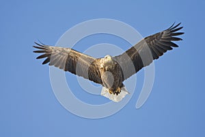 Zeearend volwassen; White-tailed Eagle adult