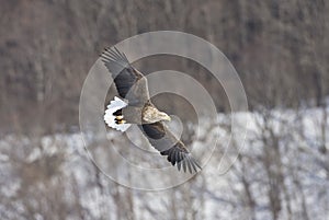 Zeearend, White-tailed Eagle, Haliaeetus albicilla