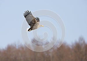 Zeearend, White-tailed Eagle, Haliaeetus albicilla