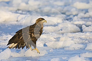 Zeearend, White-tailed Eagle, Haliaeetus albicilla