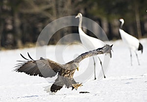 Zeearend, White-tailed Eagle, Haliaeetus albicilla