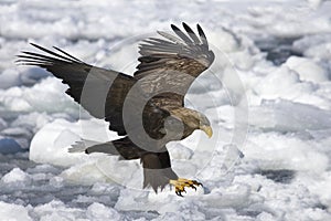 Zeearend, White-tailed Eagle, Haliaeetus albicilla