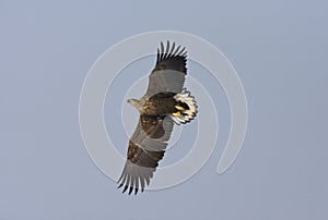 Zeearend, White-tailed Eagle, Haliaeetus albicilla