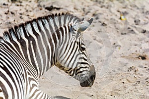 Zeebra lying in hot sand