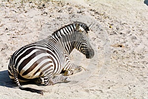 Zeebra lying in hot sand