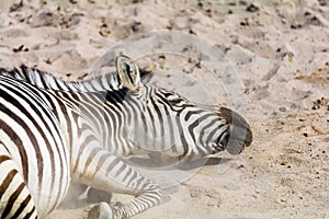 Zeebra lying in hot sand