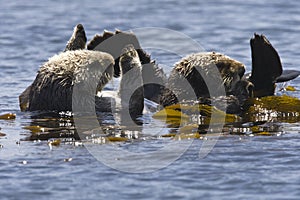 Zeeotter, Sea Otter, Enhydra lutris
