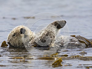 Zeeotter, Sea Otter, Enhydra lutris