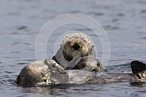 Zeeotter, Sea Otter, Enhydra lutris