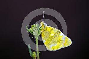 Zegris eupheme , the sooty orange tip butterfly photo