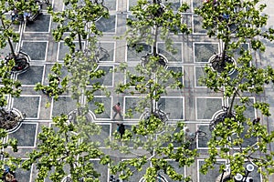 Zeil in Frankfurt with plane trees photo