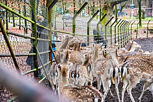 Zeist, Netherlands - January 04, 2020. People feeding fawns in reservation in forest