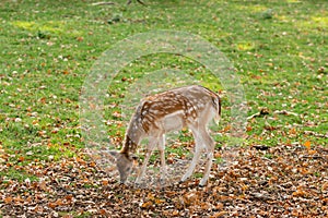 Zeist, Utrecht/The Netherlands - October 21 2018: Deer calf grazing between acorns and grass