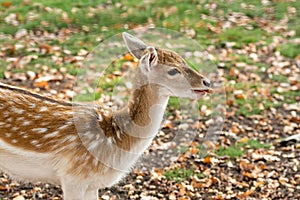 Zeist, Utrecht/The Netherlands - October 21 2018: Young deer che