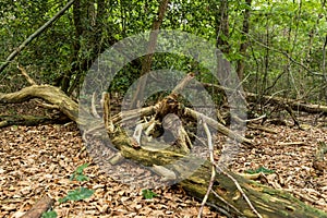 Zeist, Utrecht/The Netherlands - September 12 2020: Old fallen treess and branches on the forest floor without leafs and without