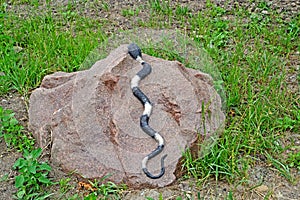 ZELENOGRADSK, RUSSIA - JUNE 27, 2021: Garden sculpture - Snake lies on a stone