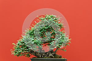 Zelkova bonsai