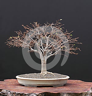 Zelkova bonsai in winter photo