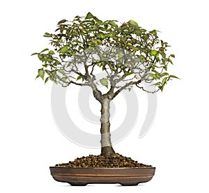Zelkova Serrata, bonsai tree, isolated
