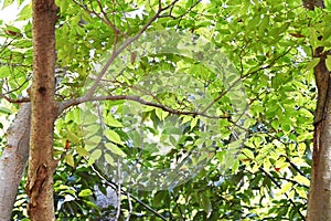 Zelkova serrata trunk, branches and leaves.