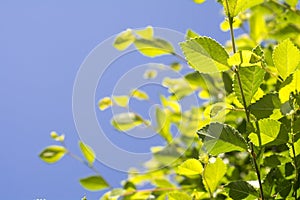 Zelkova tree leaves