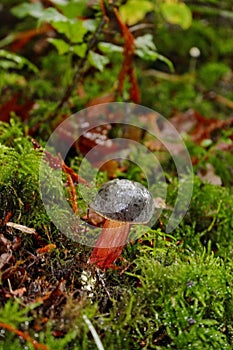 Zeller's Bolete: Edible, but reportedly a bit slimy tasting