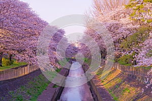 Zempukuji parkland of cherry and evening