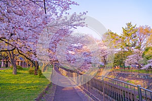 Zempukuji parkland of cherry and evening