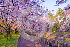 Zempukuji parkland of cherry and evening