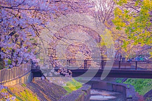 Zempukuji parkland of cherry and evening