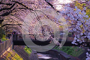 Zempukuji parkland of cherry and evening