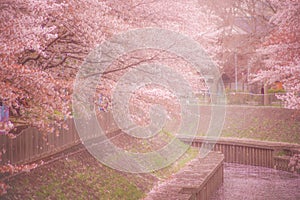 Zempukuji parkland of cherry tree snowstorm