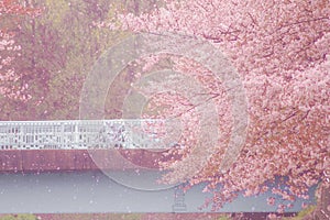 Zempukuji parkland of cherry tree snowstorm photo